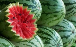Quando as melancias amadurecem e como determinar sua maturidade