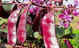 Kenmerken van de teelt en het gebruik van hyacintebonen