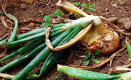 What to do if the onion rots in the garden and why it happens