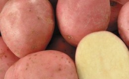 Isang promising, hindi mapagpanggap at produktibong iba't ibang patatas na 