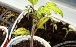 Hur kan dina tomatplantor bli sjuka och hur det kan ta slut