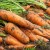 Τα βασικά της εναλλαγής καλλιεργειών από έμπειρους κατοίκους του καλοκαιριού: τι μπορεί να φυτευτεί μετά από καρότα τον επόμενο χρόνο