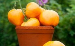 Leckere und bewährte Tomate 
