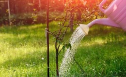 When, how much and how to water apple trees in summer