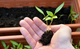 Comment plonger les semis de poivron: un guide étape par étape et des recommandations utiles