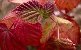 Raspberry leaves turn red in June: why is this happening and what to do about it