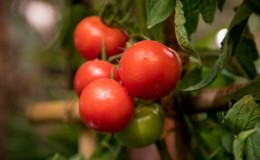 Stimmt es, dass die Kukla-Tomate die beste Sorte für den Anbau in einem Gewächshaus ist?