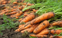 Moment de la récolte des carottes en Sibérie: quel est le meilleur moment pour récolter
