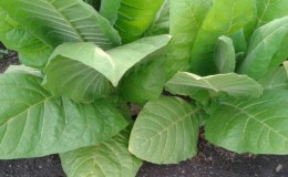 What are the varieties of tobacco that do not require fermentation