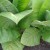 What are the varieties of tobacco that do not require fermentation