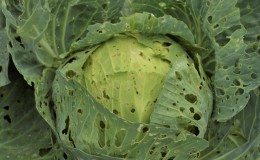 What to do with holes in cabbage leaves