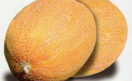 Опис и карактеристике диње укрштене с ананасом: како изгледа мини воће