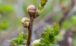 The most effective measures to combat currant kidney mites in spring