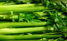 Step-by-step instructions for planting stalked celery seedlings