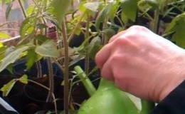 Como alimentar mudas de tomate para que fiquem caules roliços e como fazer isso da maneira certa