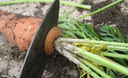 Salvamos a colheita corretamente: como cortar cenouras para armazenamento no inverno e por que você precisa disso