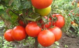 Évaluation des 15 meilleures variétés de tomates à croissance basse pour les serres: choisissez la bonne à tous égards