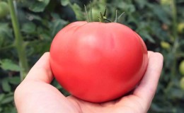 Secrets of planting and caring for tomatoes