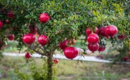 How does pomegranate grow, where is it grown and when it ripens