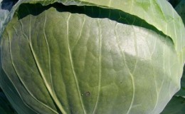 Medium late hybrid of white cabbage Larsia f1
