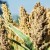 What is sorghum and how is it used in different areas of life
