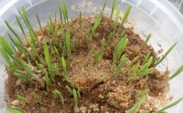 How to germinate barley at home and what is it for