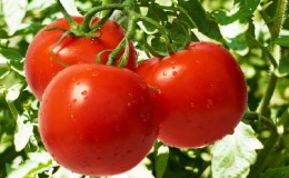 A hybrid created by domestic breeders that gives a gorgeous harvest - the tomato 