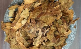 Cultivamos tabaco turco a partir de sementes: instruções para iniciantes, peculiaridades da variedade
