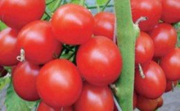 Τσαμπιά από έντονα κόκκινα φρούτα, όπως στην εικόνα: Verlioka ντομάτα - διακόσμηση κήπου