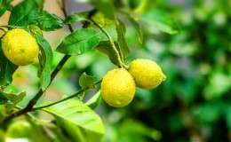 كيفية زراعة الليمون من بذرة في المنزل: زراعة ورعاية وفروق دقيقة وأخطاء