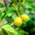 Wie man zu Hause aus einem Samen eine Zitrone züchtet: Pflanzen, Pflege, Nuancen und Fehler