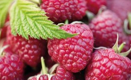 Characteristics and description of the best varieties of raspberries