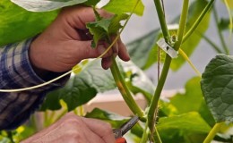 How to pinch cucumbers in a greenhouse correctly: rules of care from planting to harvest