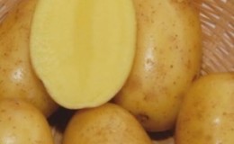תפוחי אדמה שולחניים בשלים מוקדמים וגה