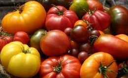 למעלה 25 זני העגבניות המתוקים ביותר וטיפים לבחירתם לכל גנן