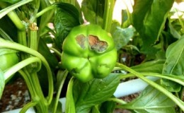 Como lidar com a podridão dos pés de pimenta: conselhos de jardineiros experientes