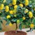 Ako pestovať citrón doma na parapete