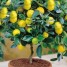 Hur man odlar citron hemma på en fönsterbräda