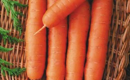 Características de cenouras vermelhas sem miolo