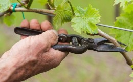 Una guida passo passo alla potatura dell'uva in estate per i coltivatori principianti