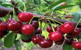What are good cherry and sweet cherry hybrids and what are their features