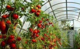 Καλλιέργεια ντοματών σε θερμοκήπιο: οδηγίες βήμα προς βήμα για αρχάριους κηπουρούς και συμβουλές από έμπειρους συναδέλφους