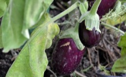 Waarom verdorren auberginebladeren en wat te doen om ze te redden?