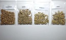 What are the differences between wheat, rye, oats and barley: photo and comparative characteristics