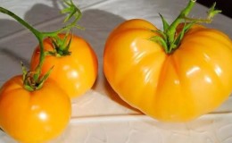 Jak pěstovat rajčat 