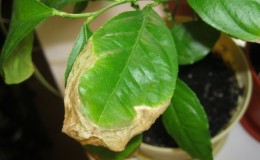 Why lemon leaves dry at the edges and how to fix the problem