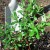 Gids voor het planten van duindoornzaailingen in het voorjaar: hoe struiken te rangschikken en te planten zodat ze vrucht dragen