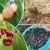 Правила за подхранване на черешите през есента и подбор на най-добрите торове за тези цели