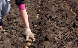 How to plant potatoes correctly, a description of the best ways to sow potatoes