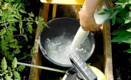Fertilizing tomatoes and cucumbers with whey: the benefits of a fermented milk product for obtaining a bountiful harvest